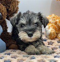 Miniature schnauzer puppies for sale in texas