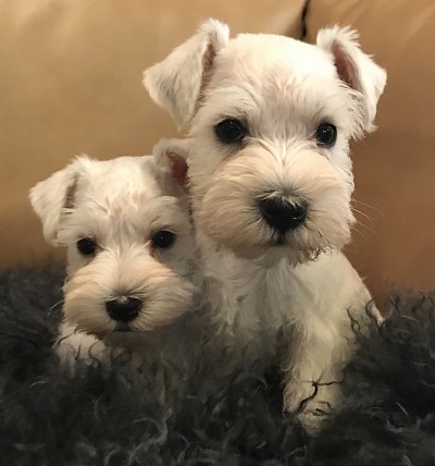 White miniature schnauzer puppies