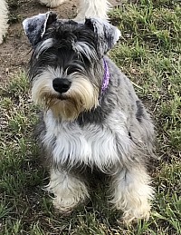 Salt and pepper miniature schnauzer