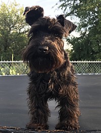 Black miniature schnauzer 