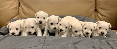 White schnauzer puppies