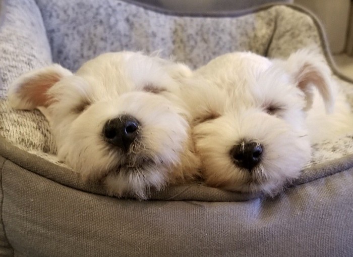 Miniature Schnauzer puppies