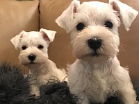 Rivertree Miniature Schnauzers