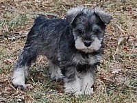 Miniature schnauzer puppies for sale in Texas