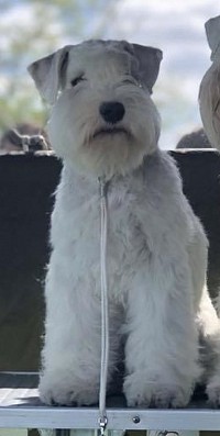 White miniature schnauzer