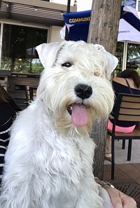 AKC white miniature Schnauzer