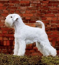 White miniature schnauzer