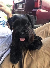 AKC black miniature schnauzer