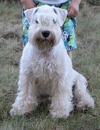 White miniature schnauzer