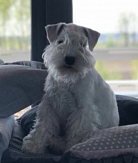 AKC white Miniature Schnauzer