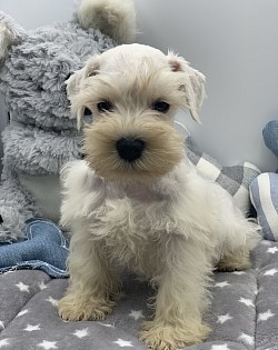 Miniature schnauzer for sale in texas