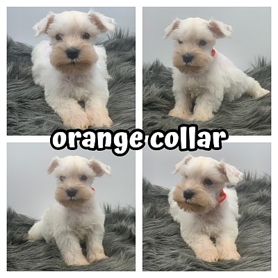 AKC schnauzer breeder in texas