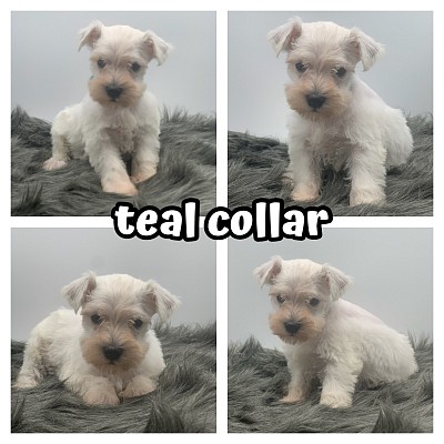 AKC miniature schnauzer