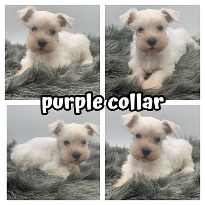 Mini schnauzer pups for sale near me