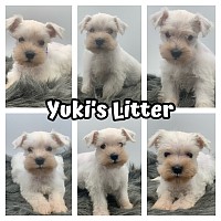 White miniature schnauzer puppies
