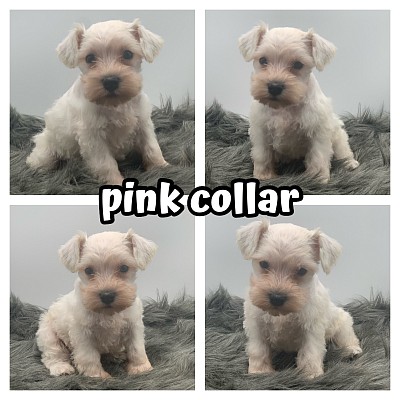 AKC schnauzer puppies in texas