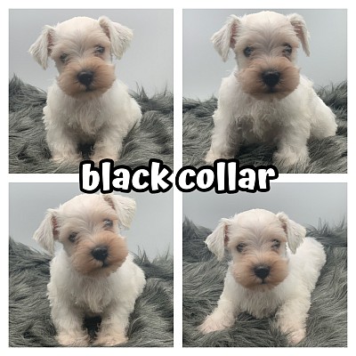 Ack miniature schnauzer puppies
