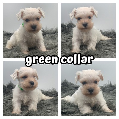 Schnauzer puppies for sale