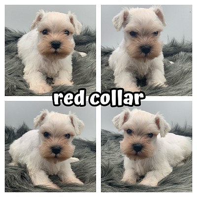 Schnauzer puppy for adoption