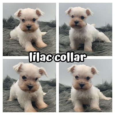 Miniature schnauzer puppies for sale