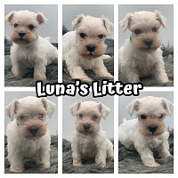 White miniature schnauzer puppies