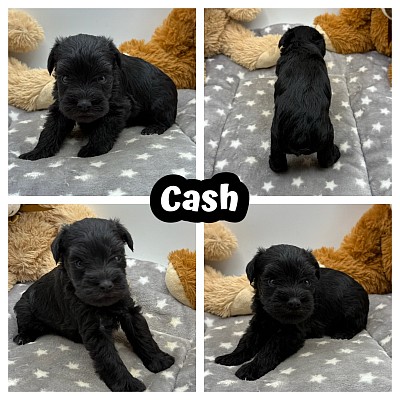 Mini schnauzer puppies puppy Dallas Fort Worth texas