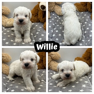 Miniature schnauzer white puppy texas
