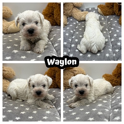 Miniature schnauzer puppies for sale Texas