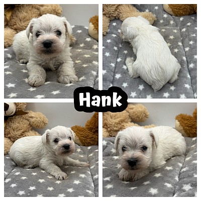 Mini schnauzer puppy puppies Dallas Fort Worth Austin Houston San Antonio