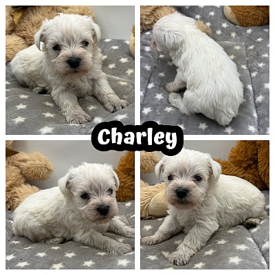 Schnauzer puppies breeder Texas sale