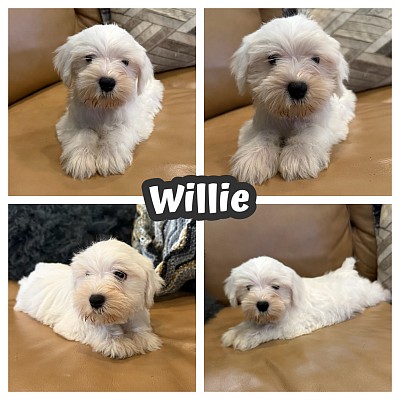 Miniature schnauzer white puppy texas
