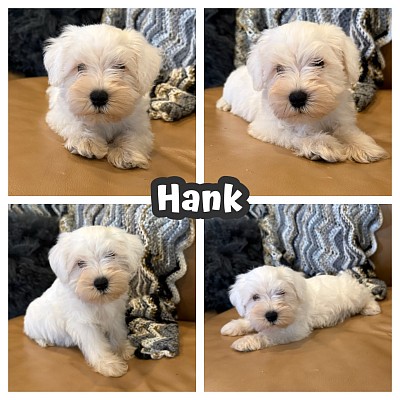 Mini schnauzer puppy puppies Dallas Fort Worth Austin Houston San Antonio