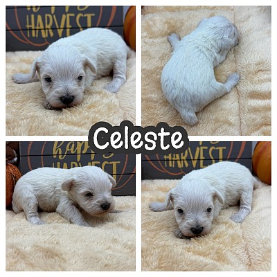 Miniature schnauzer puppies for sale Texas.