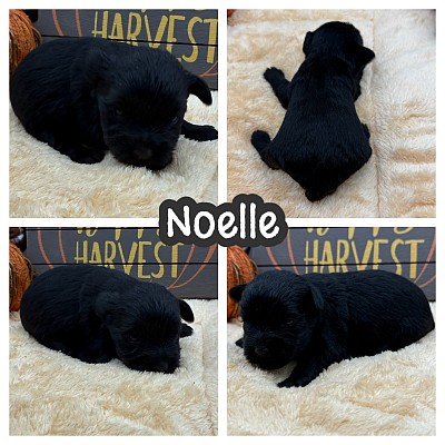 Miniature schnauzer puppy for sale near me