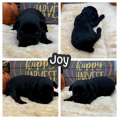 Mini schnauzer puppy puppies Dallas Fort Worth Houston Austin San antonio