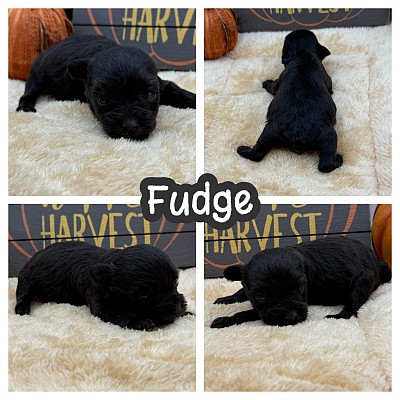 Schnauzer miniature breeder Texas