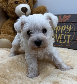 White miniature schnauzer puppy