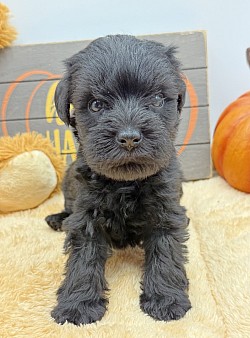 Black miniature schnauzer puppy
